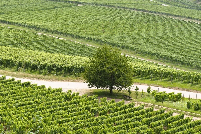 Vineyard Wedding Venue